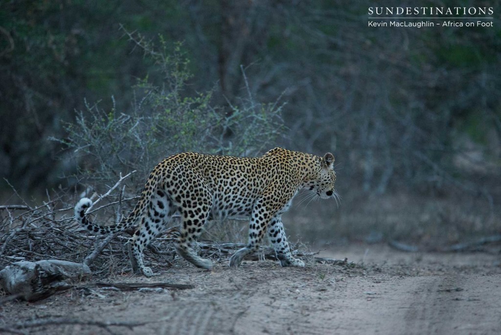 Ross Dam female leopard retreating after a drink at Buffel Dam Ross Dam female leopard retreating after a drink at Buffel Dam
