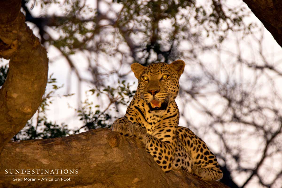Zero - Male Leopard Zero - Male Leopard