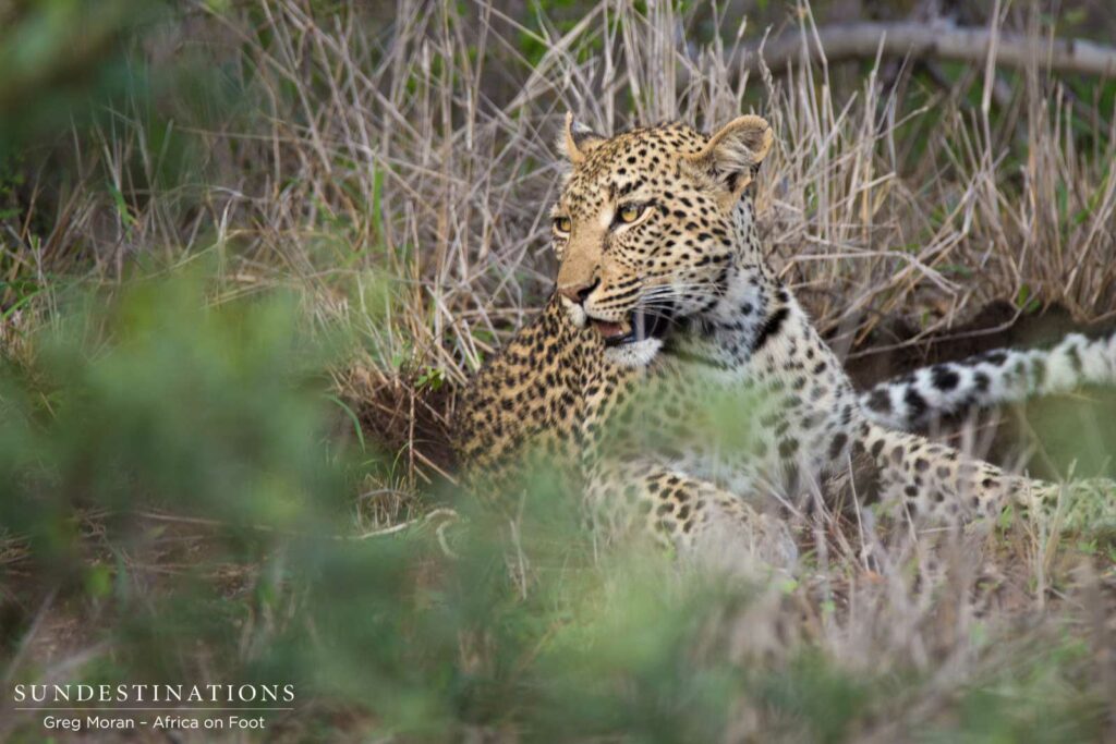 Marula resting after making a kill Marula resting after making a kill