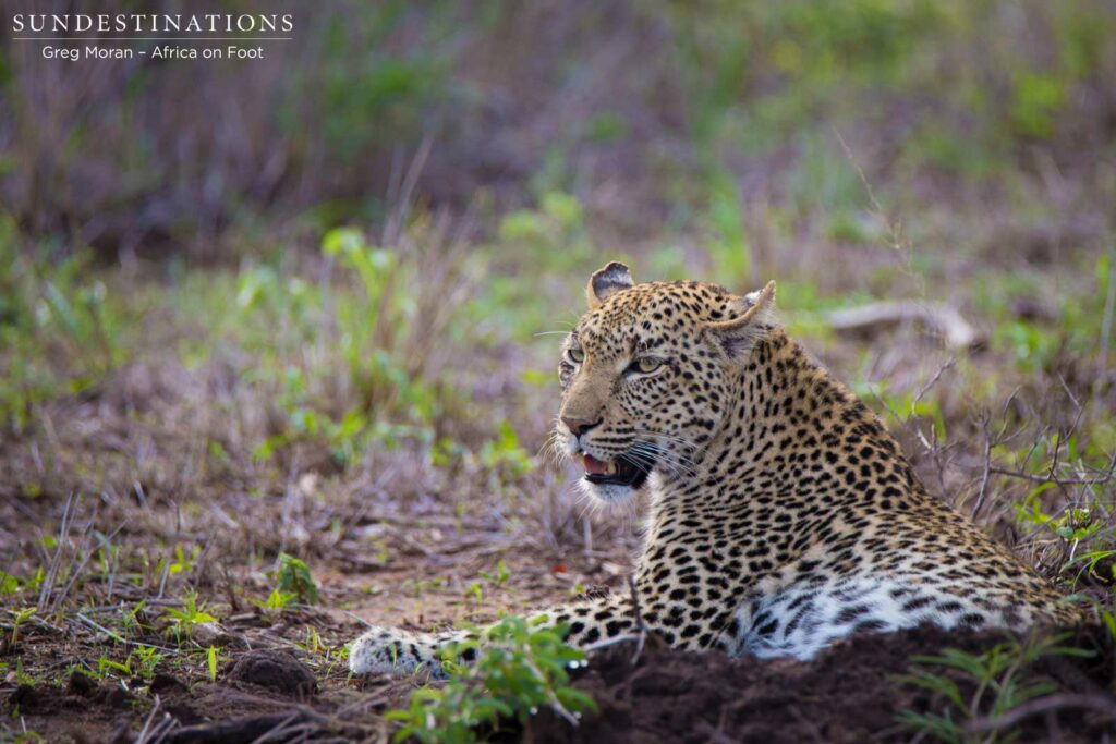Female leopard, Marula, being admired by Africa on Foot and nThambo guests Female leopard, Marula, being admired by Africa on Foot and nThambo guests