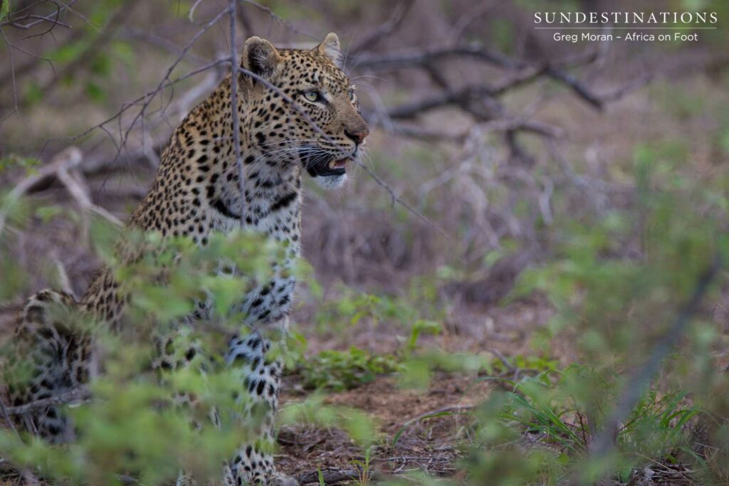 Lady leopard, Marula, pauses after feeding on a leopard kill Lady leopard, Marula, pauses after feeding on a leopard kill