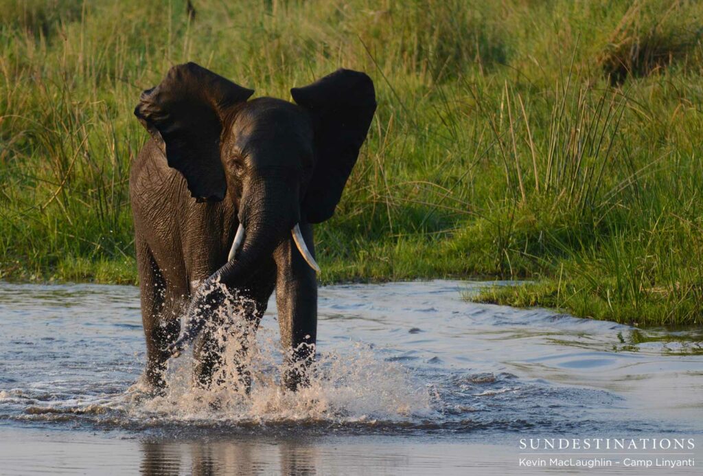 An elephant splashing in the Linyanti Swamps, blissfully unaware of its species' endangered existence An elephant splashing in the Linyanti Swamps, blissfully unaware of its species' endangered existence