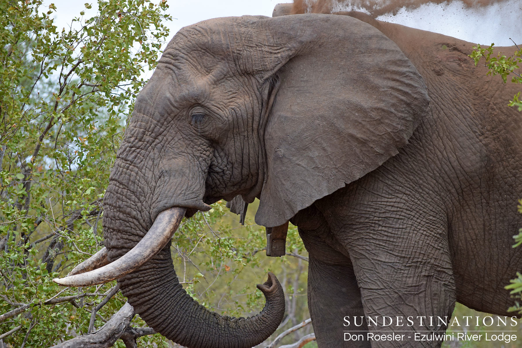 Shoshangane Shoshangane