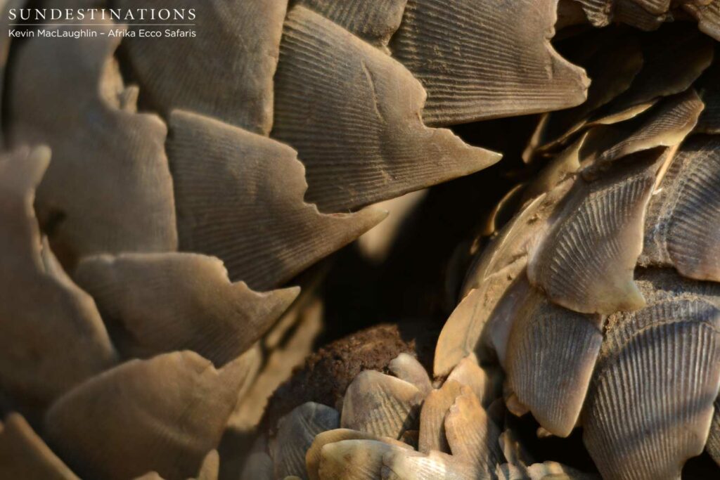Precious pangolin scales harvested beyond measure for false medicinal value. These scales are nothing more than keratin. Precious pangolin scales harvested beyond measure for false medicinal value. These scales are nothing more than keratin.