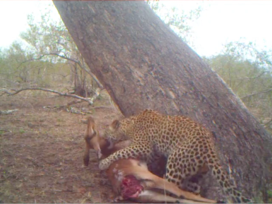 White Dam's cub does his part to "kill" his prey White Dam's cub does his part to "kill" his prey