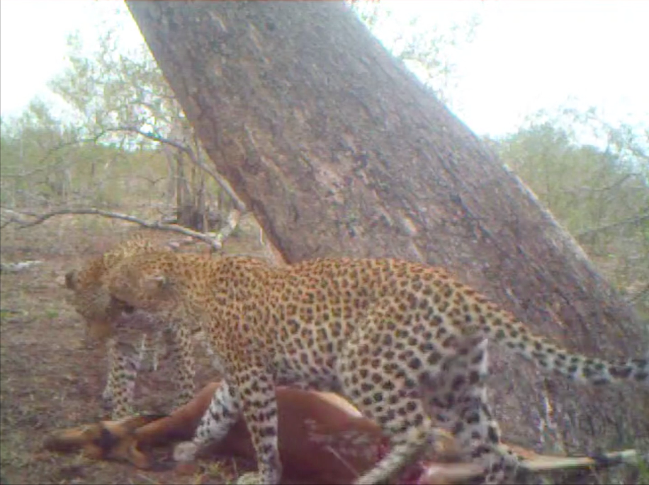 White Dam affectionately nuzzles her youngster White Dam affectionately nuzzles her youngster