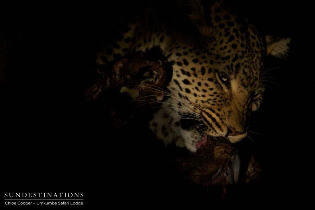 White Dam tucking into the last of her kill in the treetops White Dam tucking into the last of her kill in the treetops