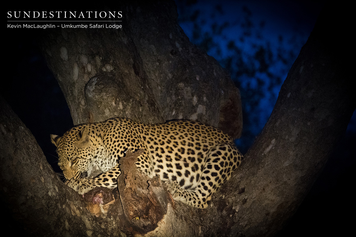 Cub of White Dam on Kill Cub of White Dam on Kill