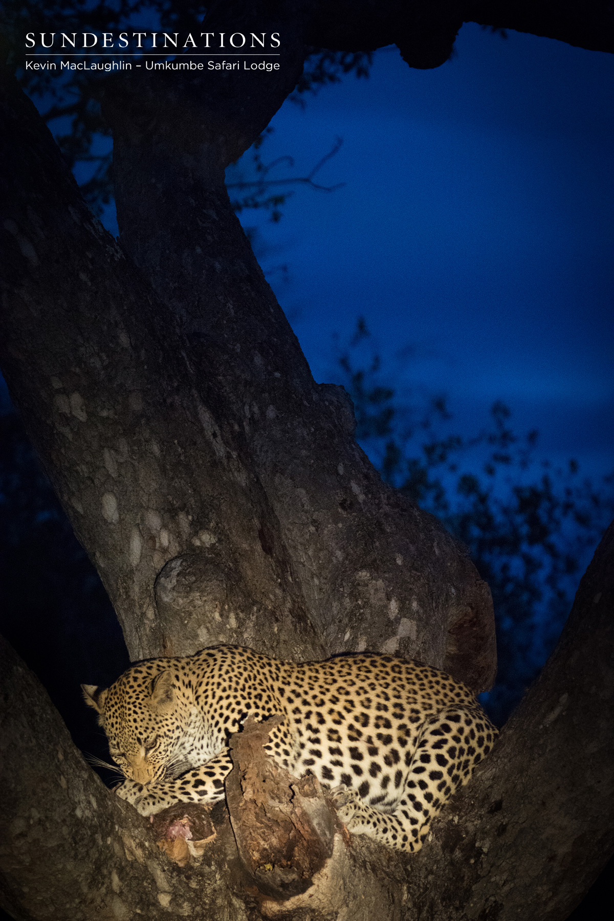 White Dam Leopardess White Dam Leopardess