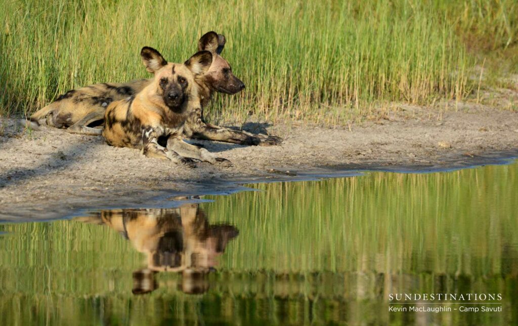 The endangered African wild dogs take a rest on the banks of the Savuti Channel The endangered African wild dogs take a rest on the banks of the Savuti Channel