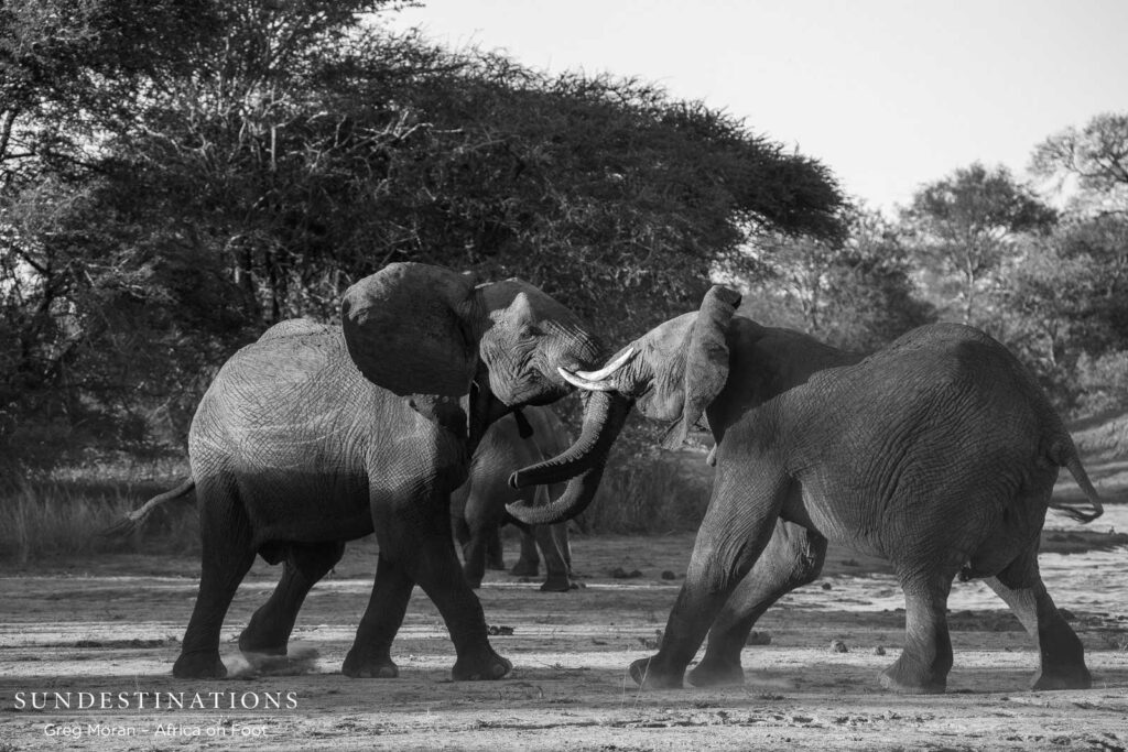 Bull elephants can't contain their excited emotions and engage in play fighting Bull elephants can't contain their excited emotions and engage in play fighting