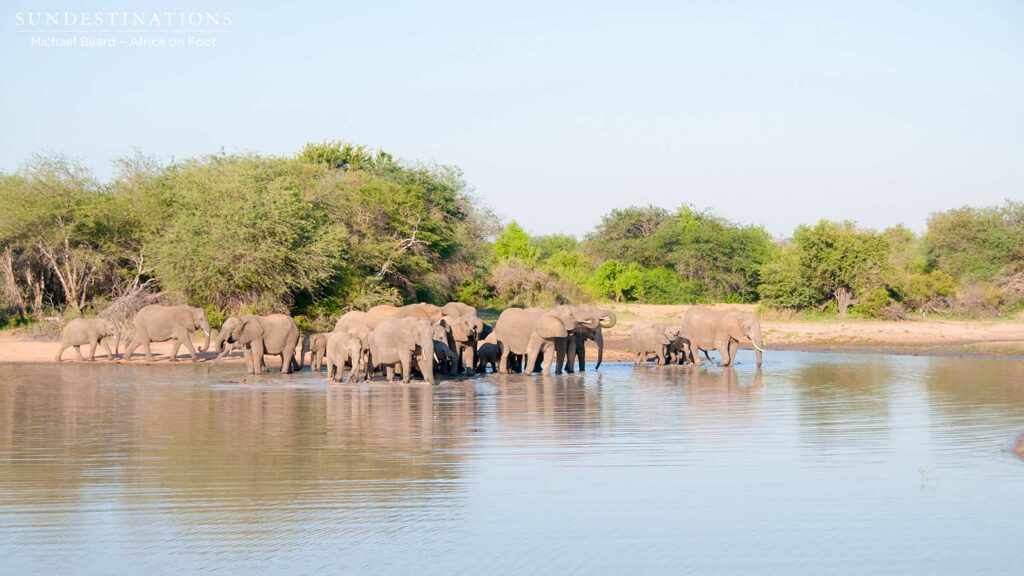 Herd of elephants gathers at the water's edge to drink Herd of elephants gathers at the water's edge to drink