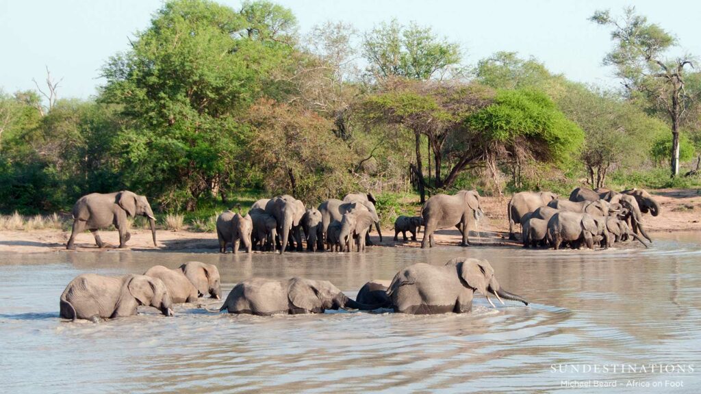 Elephants get right in to cross the water Elephants get right in to cross the water
