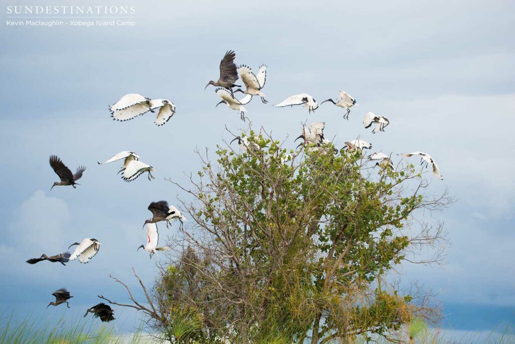 A breeding colony of ibises take off from a tree on the edge of a water channel A breeding colony of ibises take off from a tree on the edge of a water channel