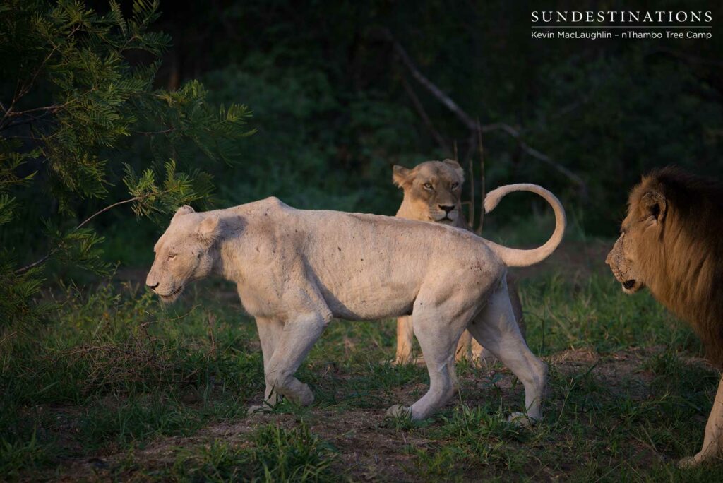 Three's a crowd... Trilogy male with white and tawny lioness from the Giraffe Pride Three's a crowd... Trilogy male with white and tawny lioness from the Giraffe Pride