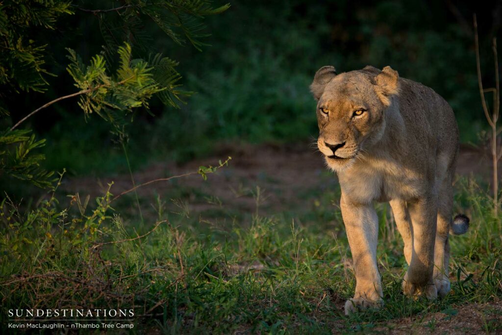 The tawny lioness, also from the Giraffe Pride, hangs back as the couple separate to mate The tawny lioness, also from the Giraffe Pride, hangs back as the couple separate to mate