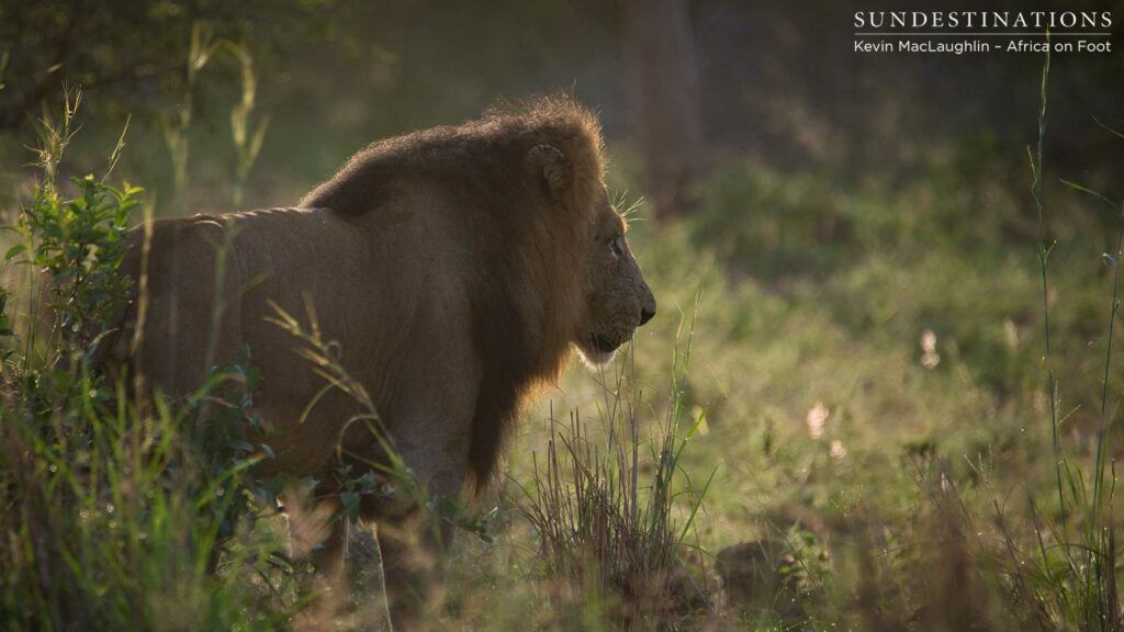Handsome profile of Trilogy male lion Handsome profile of Trilogy male lion