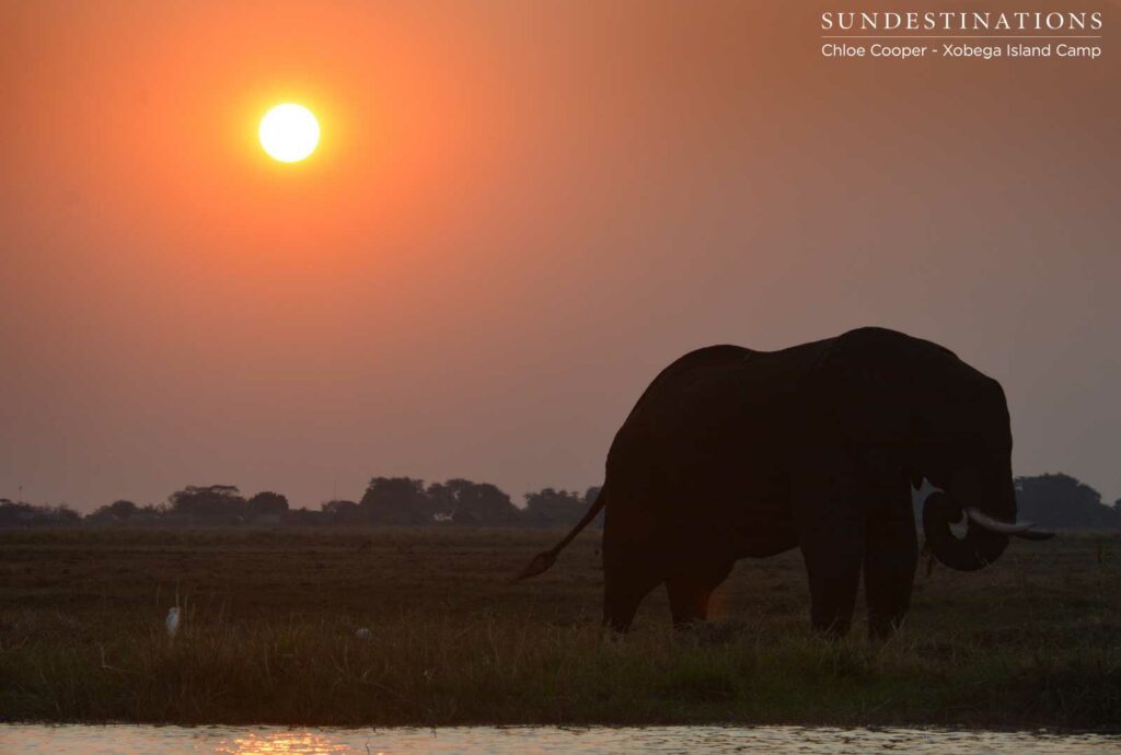 Sunset boat cruise in the Delta with elephants Sunset boat cruise in the Delta with elephants