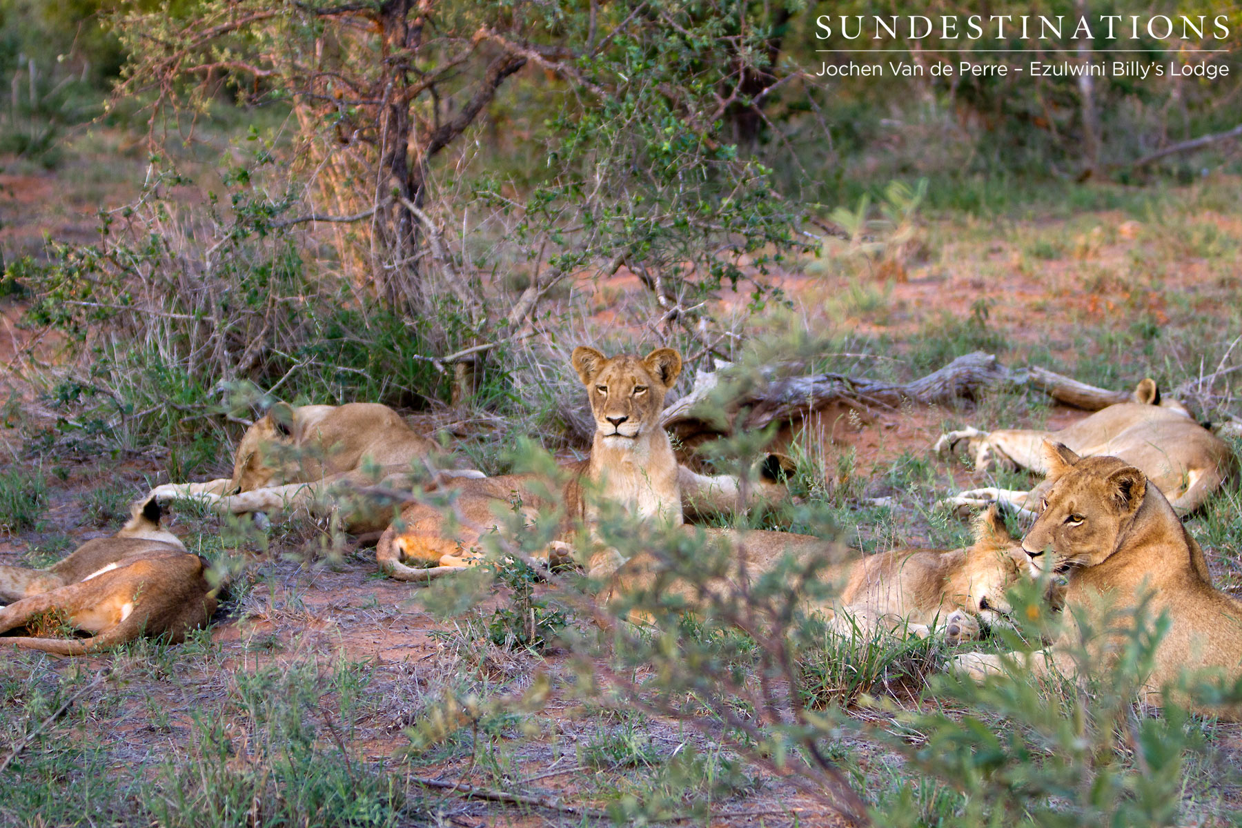 Olifants West Pride of Lions Olifants West Pride of Lions