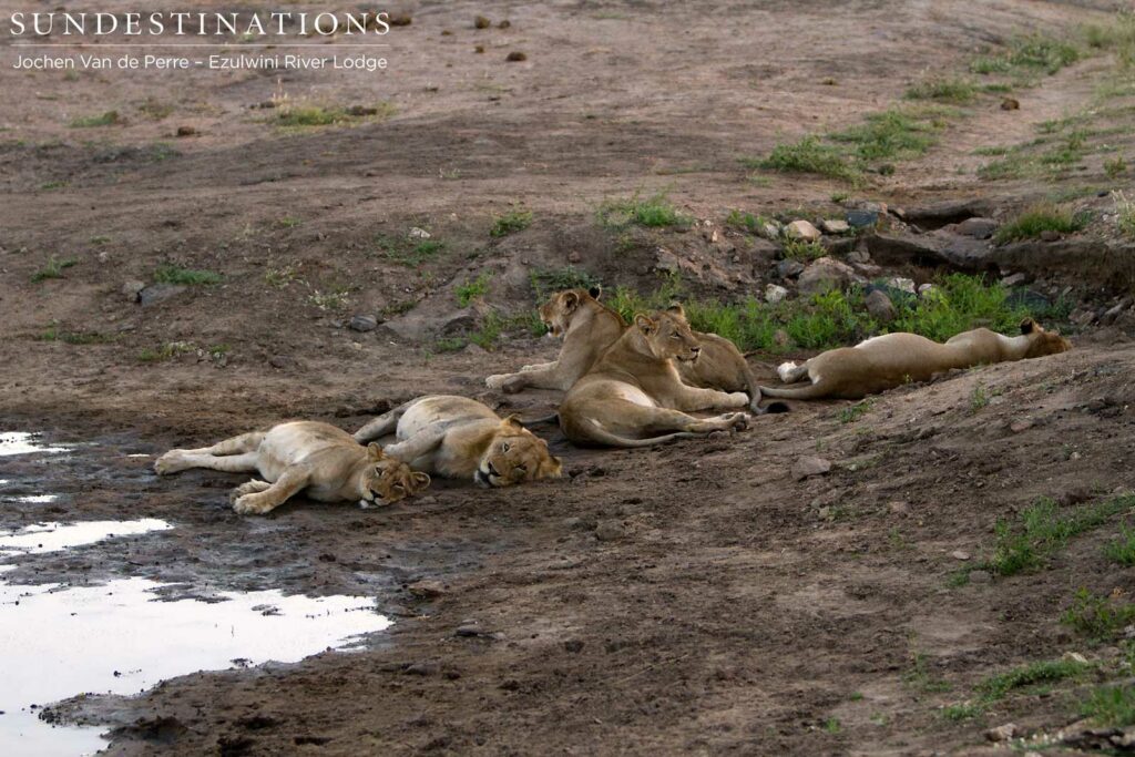 5 Mohlabetsi lions rest after a meal 5 Mohlabetsi lions rest after a meal
