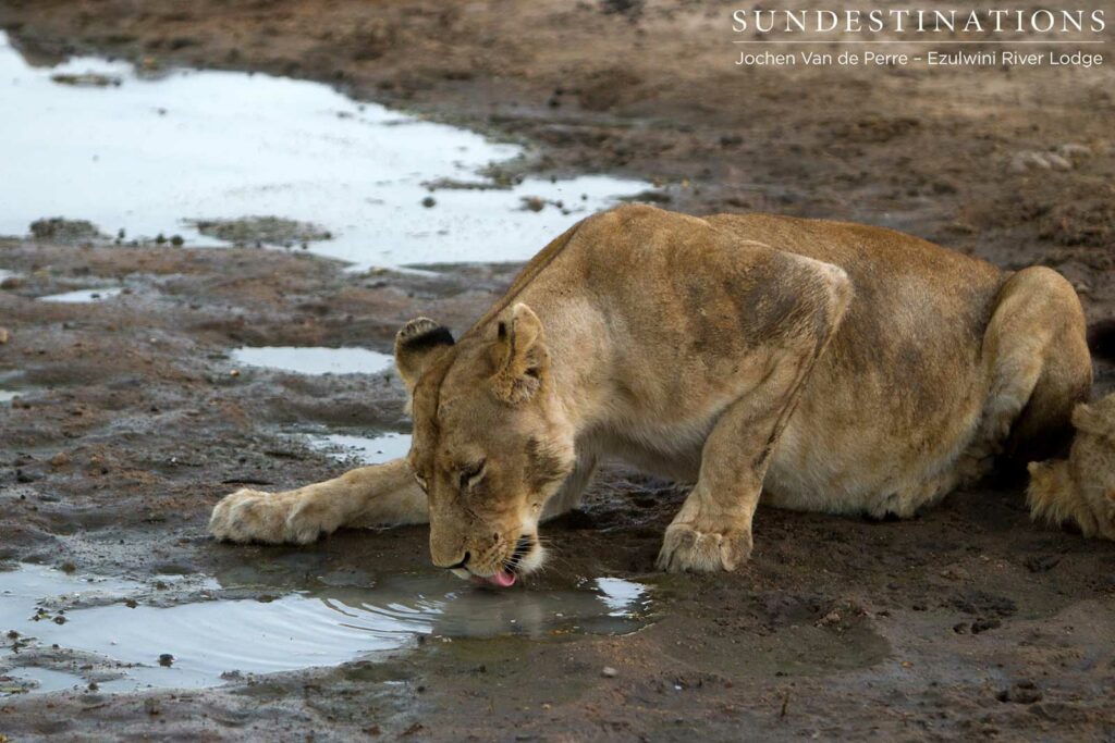 Mohlabetsi lioness drinking from the nearest puddle Mohlabetsi lioness drinking from the nearest puddle