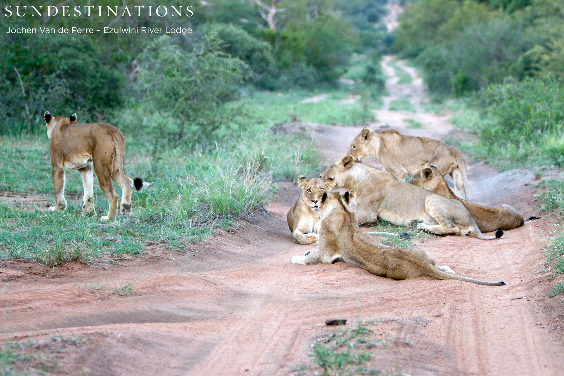 Split Off Pride of Lions Split Off Pride of Lions