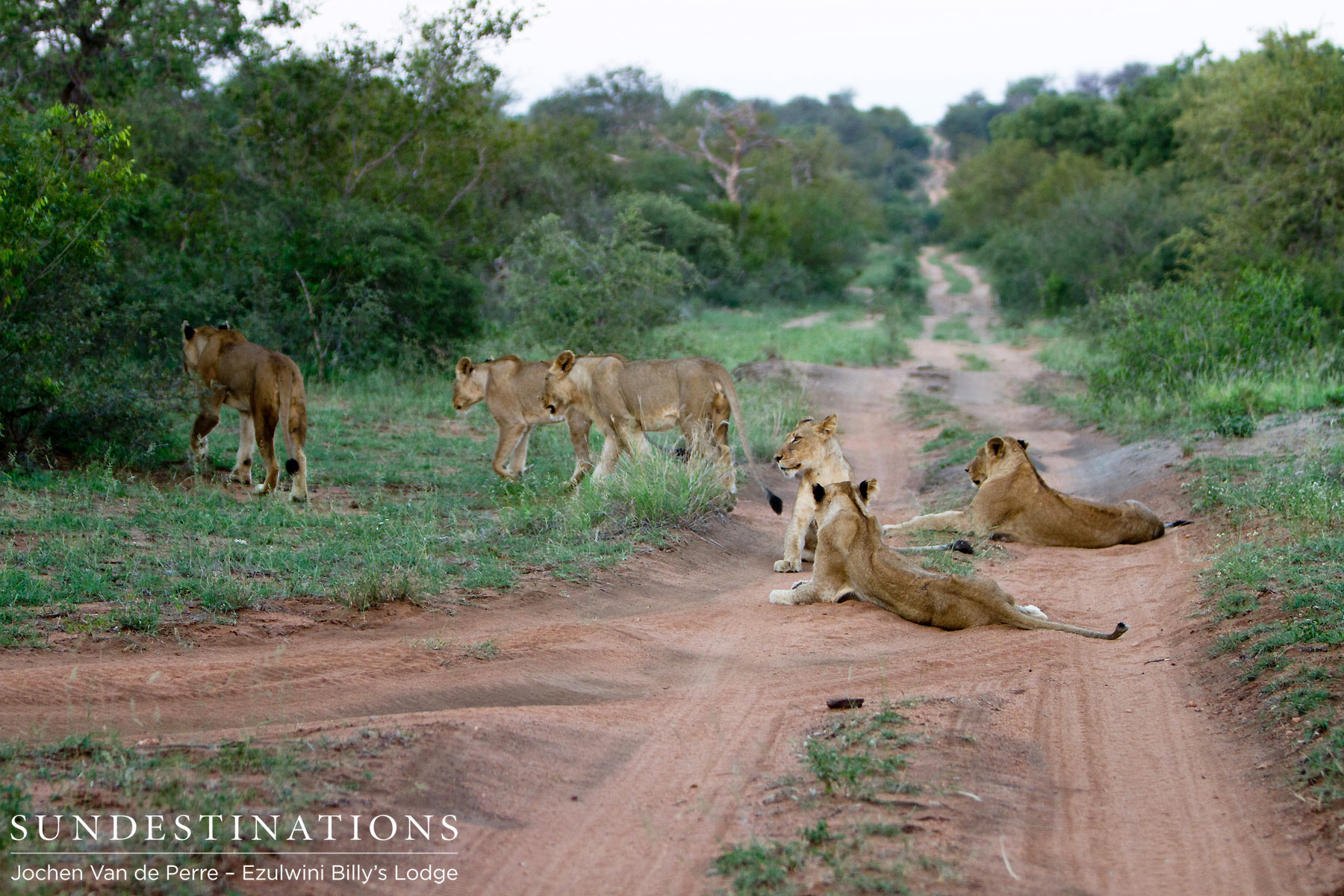 Lion Pride in the Balule Lion Pride in the Balule