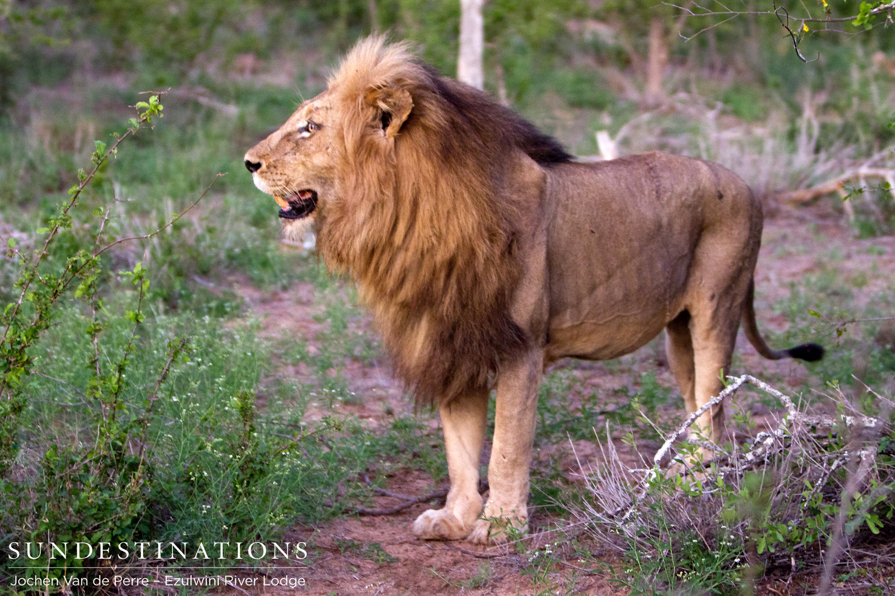 Duma - Balule Duma - Balule