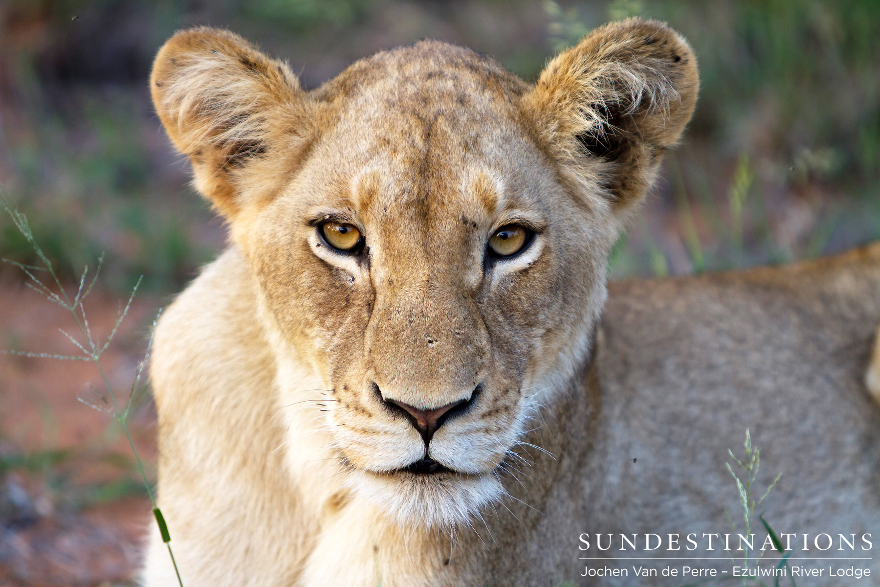 Sub-adult Olifants West Pride Sub-adult Olifants West Pride
