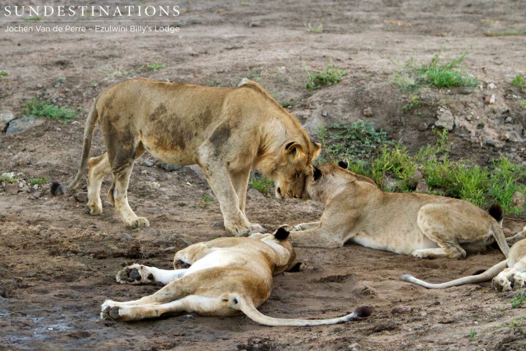 Mohlabetsi lions showing affection to one another Mohlabetsi lions showing affection to one another