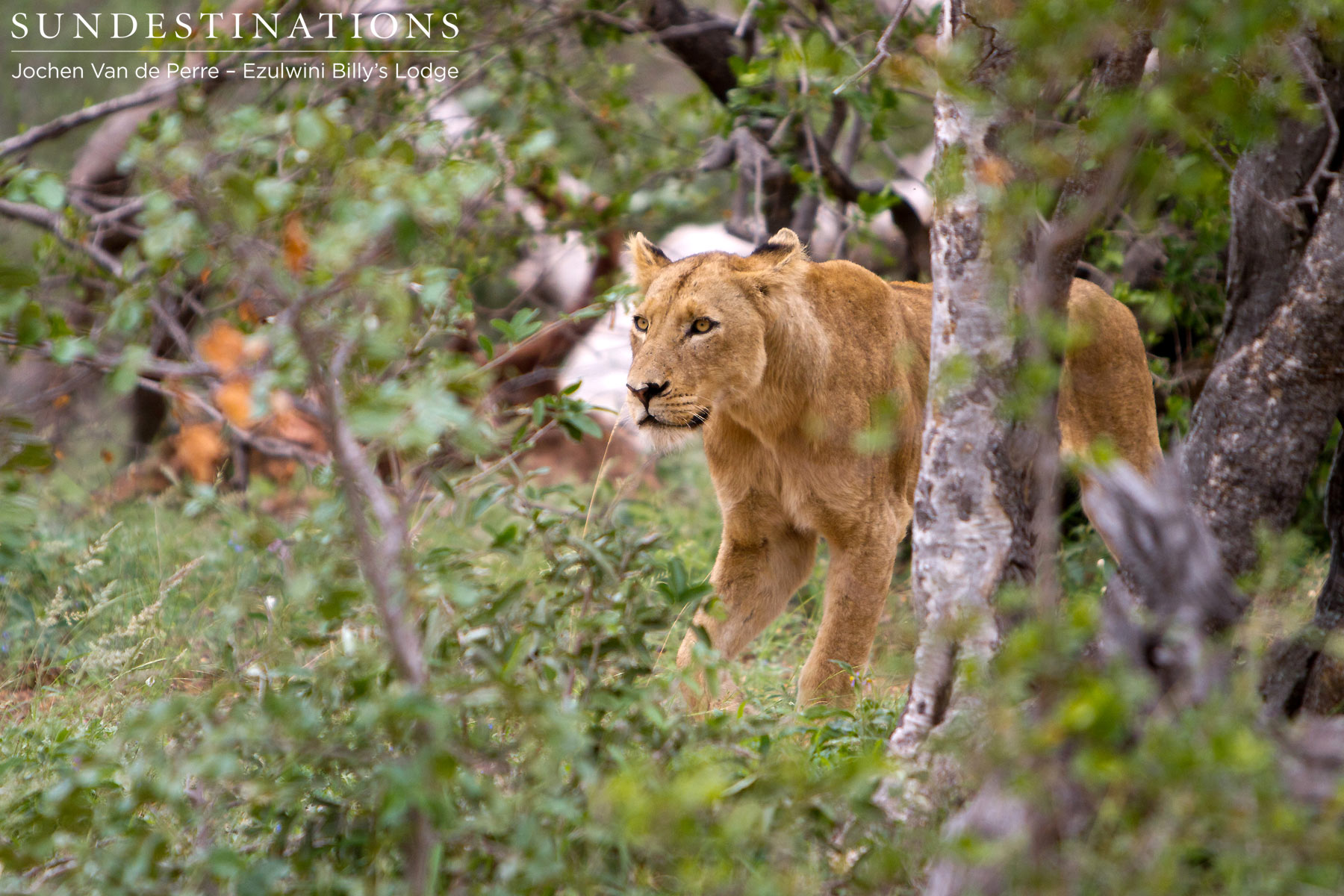 Ezulwini Lions Ezulwini Lions