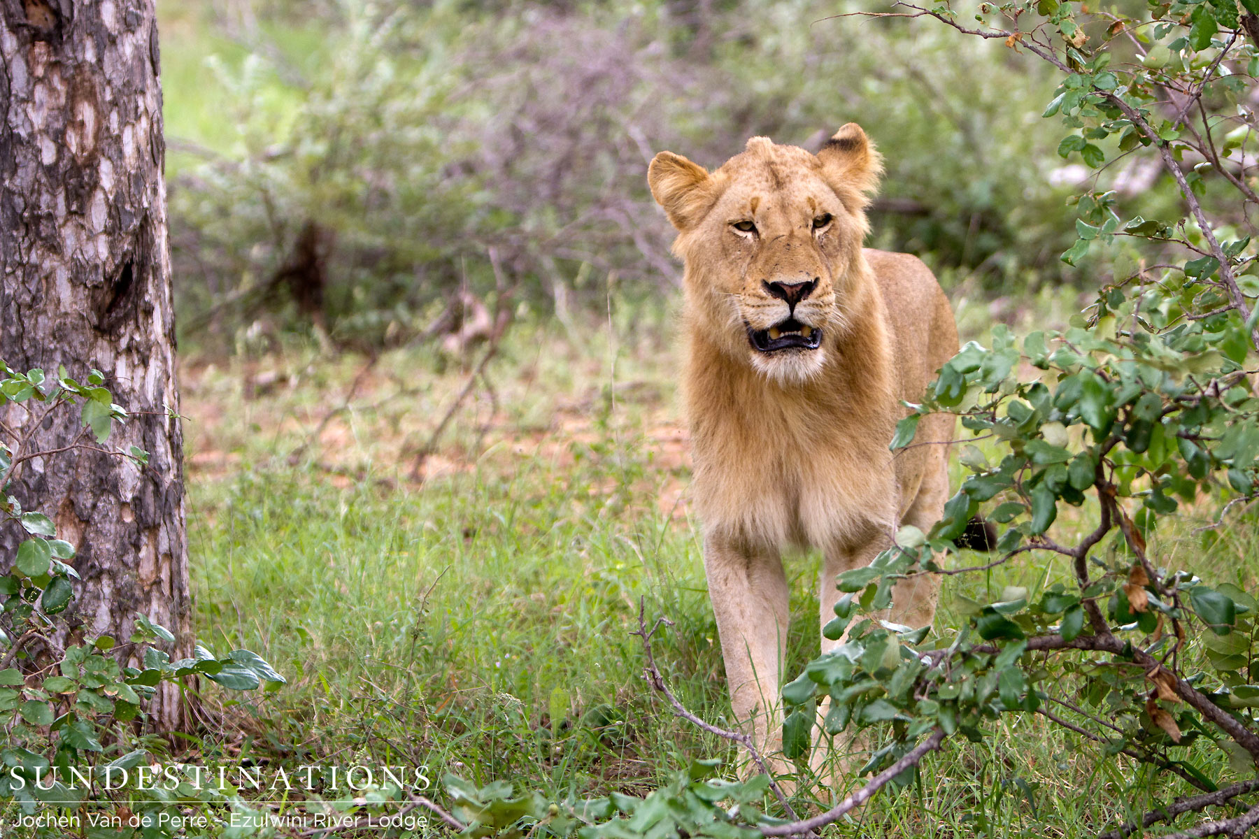 Sub-adult male lion Sub-adult male lion