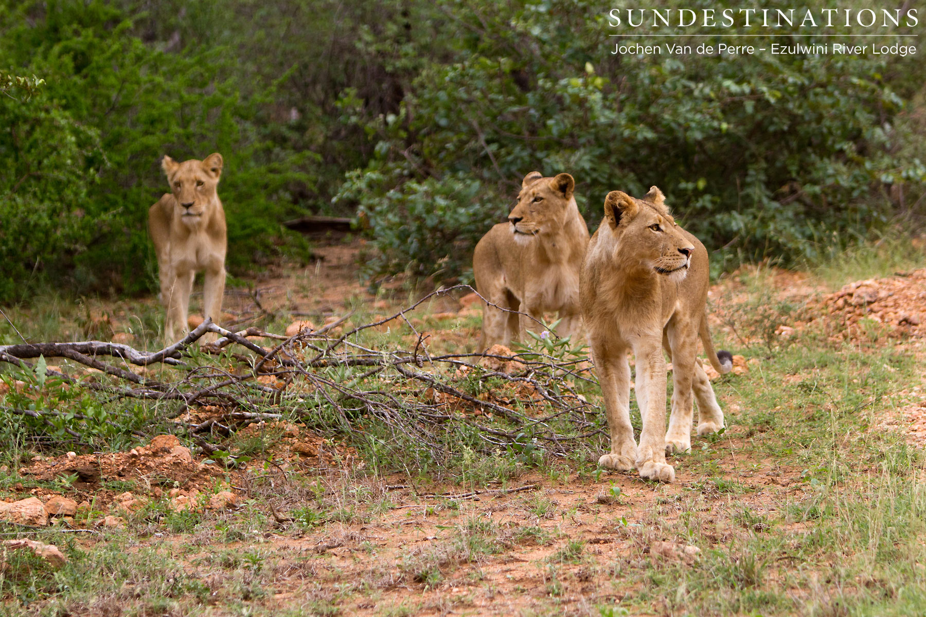 Split off Lion Pride Split off Lion Pride