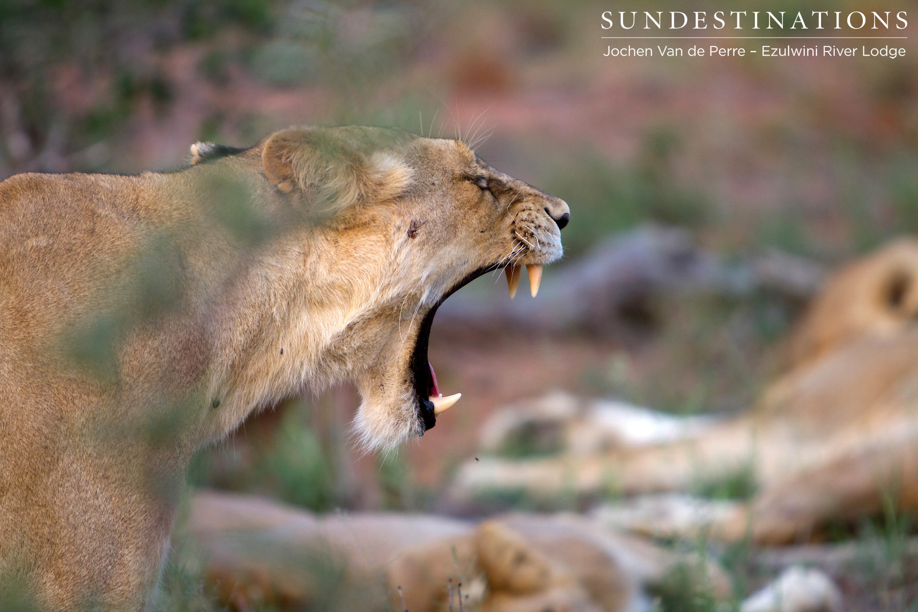 Olifants West Pride Lioness Olifants West Pride Lioness