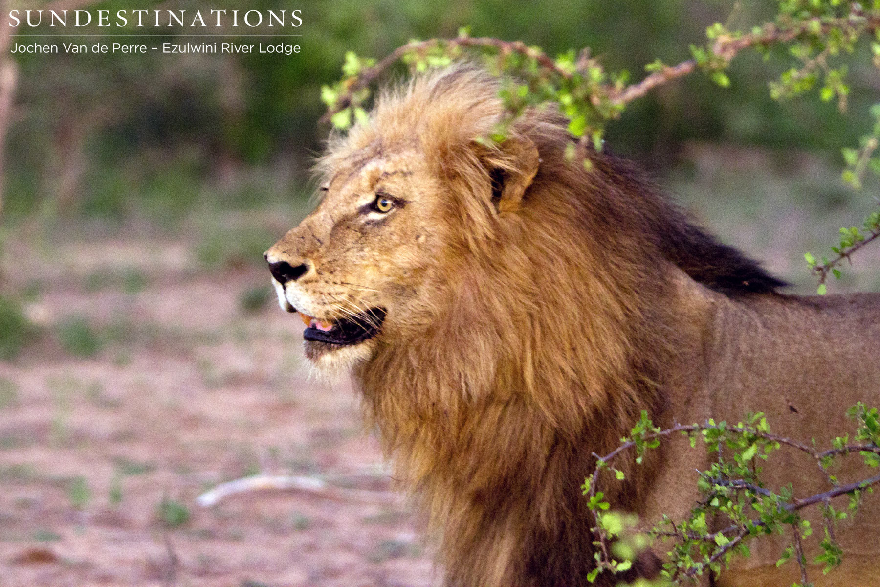 Duma Male Lion Duma Male Lion