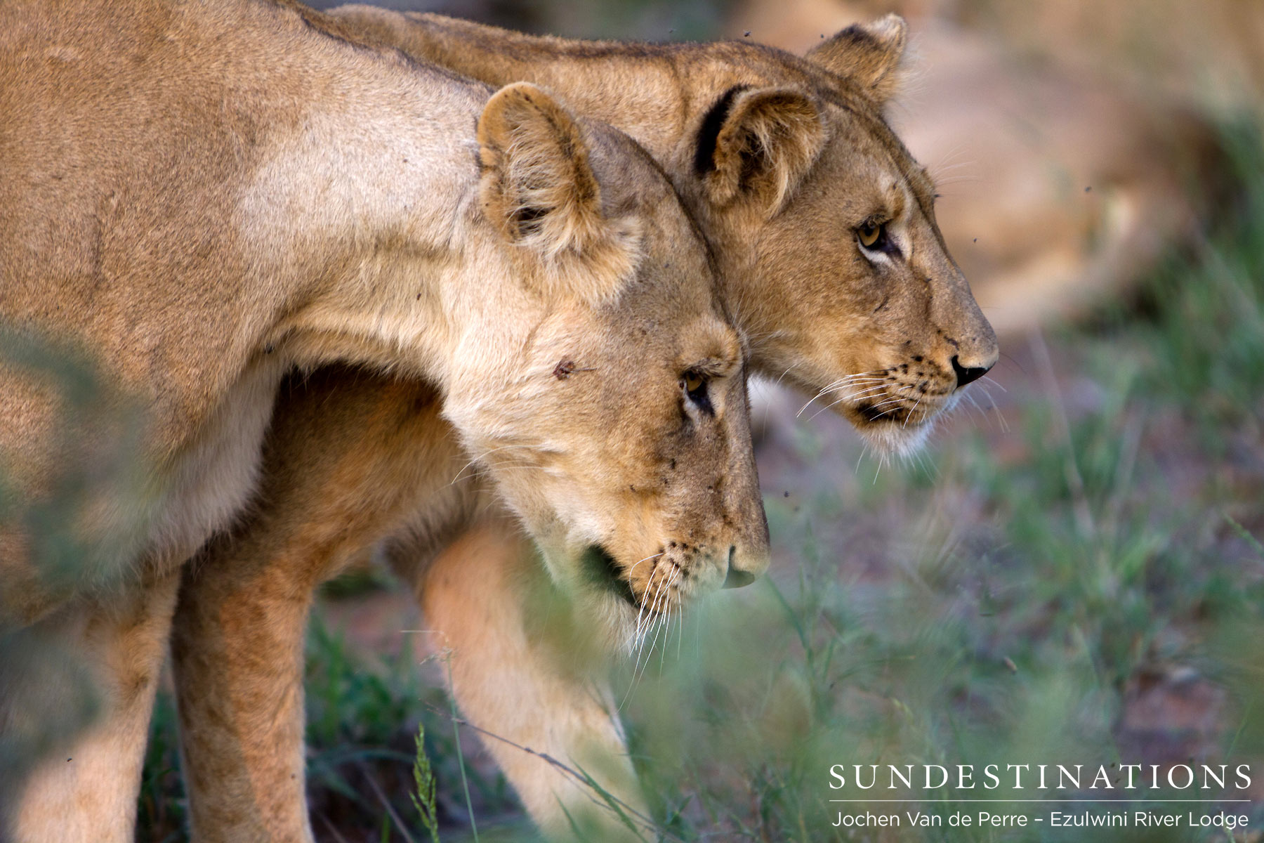 Olifants West Pride Olifants West Pride