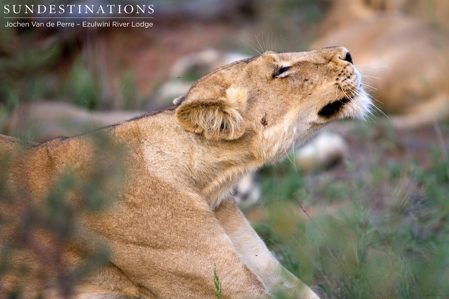 Olifants West Pride Stretch Olifants West Pride Stretch