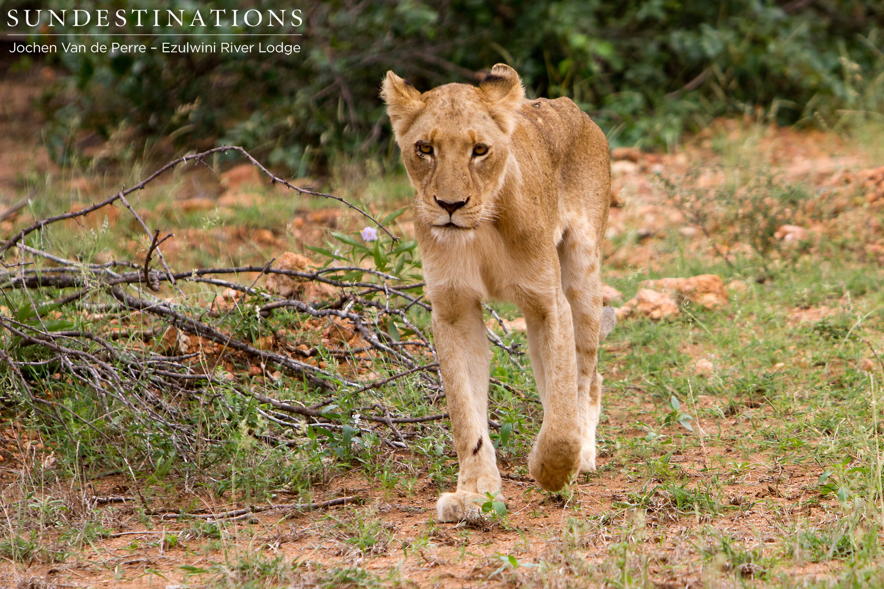 Balule Lions Balule Lions