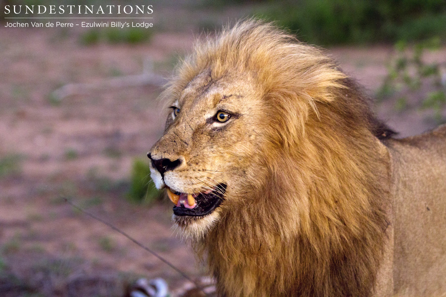 Ezulwini's Duma Lion Ezulwini's Duma Lion