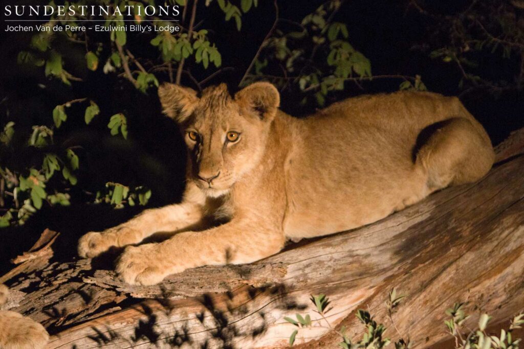 Mohlabetsi cub relaxing on a fallen tree trunk Mohlabetsi cub relaxing on a fallen tree trunk