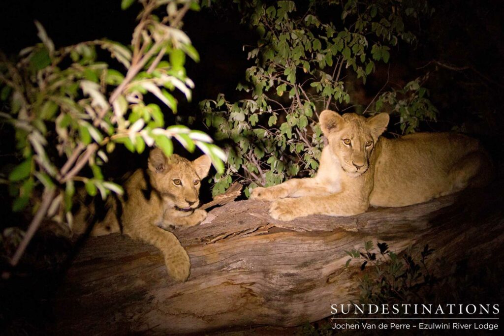 Two of the 4 cubs seen with 3 Mohlabetsi lionesses Two of the 4 cubs seen with 3 Mohlabetsi lionesses