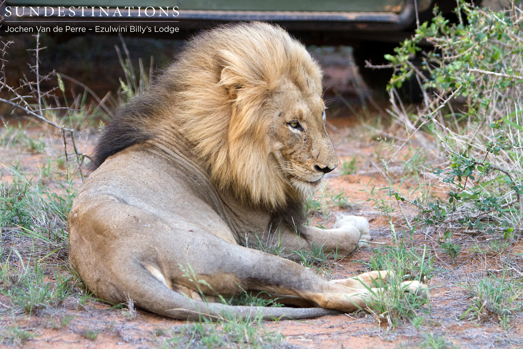 Duma - Olifants West Pride Leader Duma - Olifants West Pride Leader