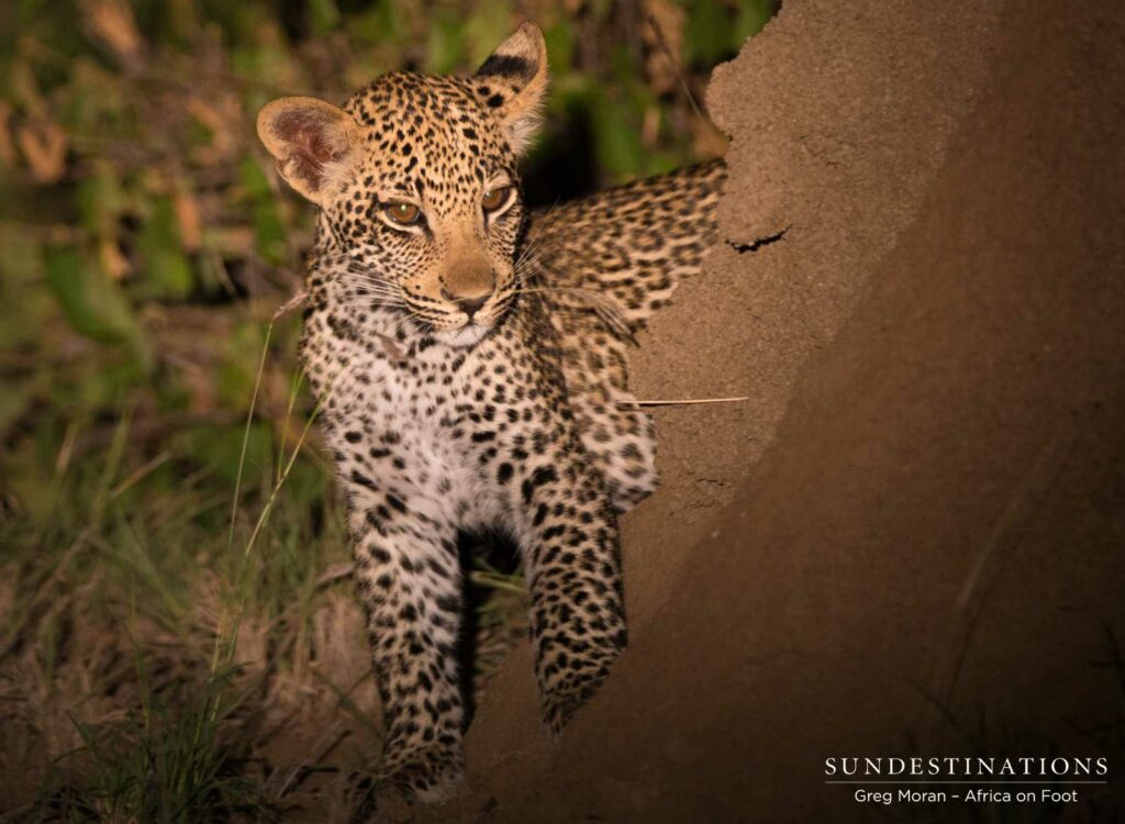 Male cub toying around a termite mound Male cub toying around a termite mound