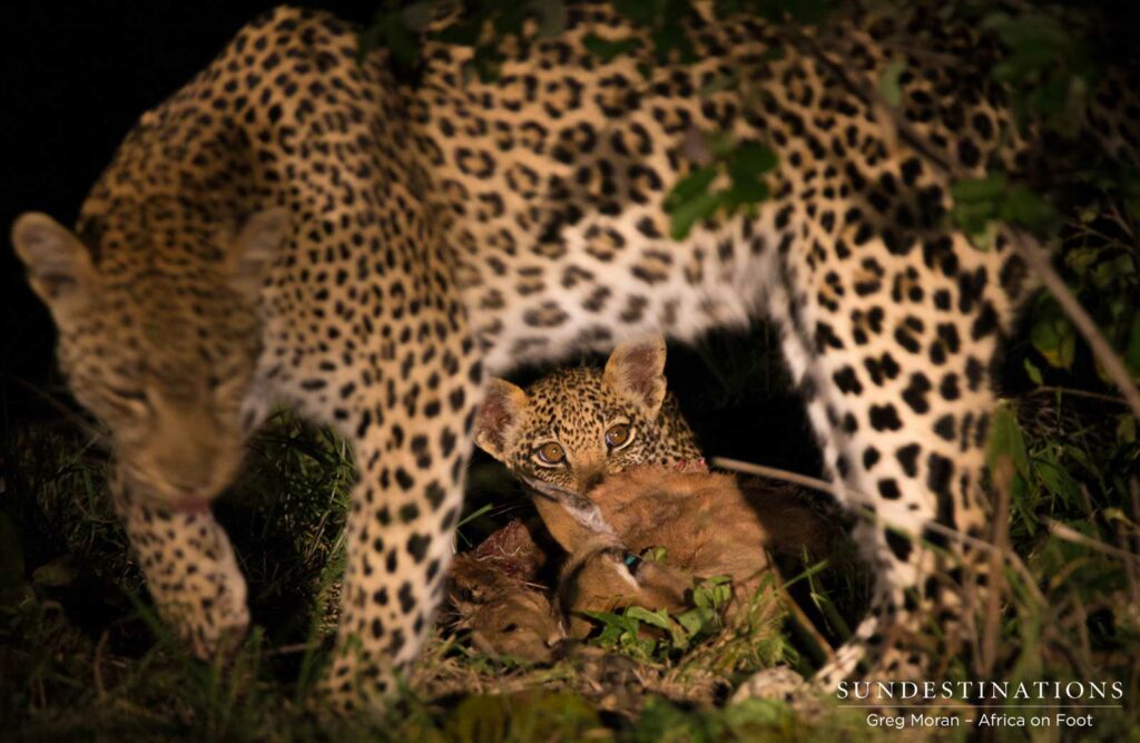 Ross Dam's cub feeds happily as mother leopard moves around the kill Ross Dam's cub feeds happily as mother leopard moves around the kill