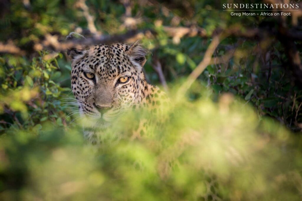 Cleo, one of the Klaserie's famously graceful female leopards Cleo, one of the Klaserie's famously graceful female leopards