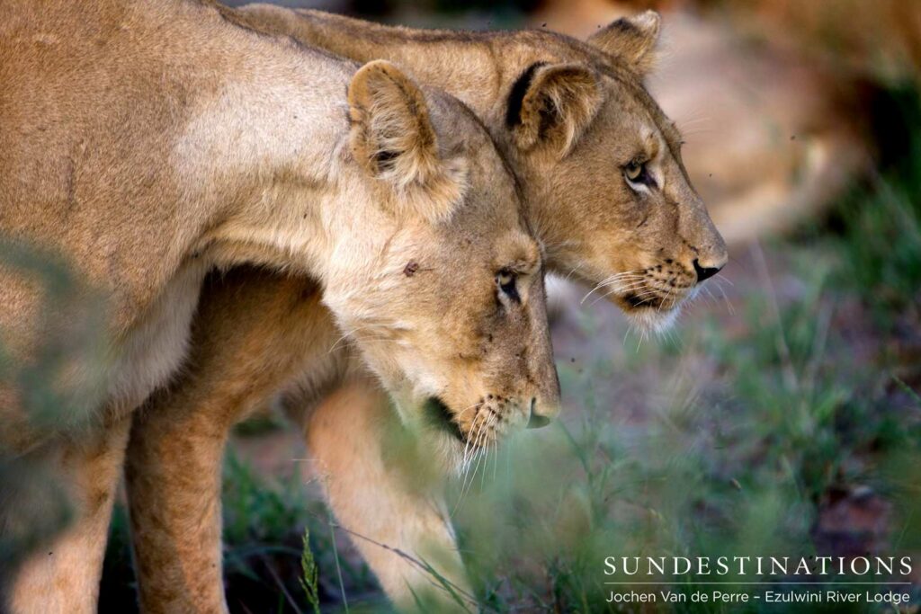 Siblings from the Olifants West Pride nuzzle each other affectionately as the pride relaxes in the cool grass Siblings from the Olifants West Pride nuzzle each other affectionately as the pride relaxes in the cool grass