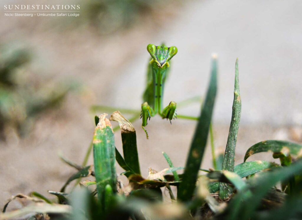 At eye-level with a praying mantis At eye-level with a praying mantis