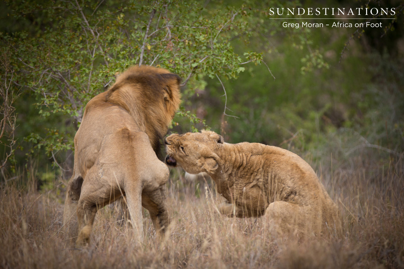 Lion Mating Fight Lion Mating Fight