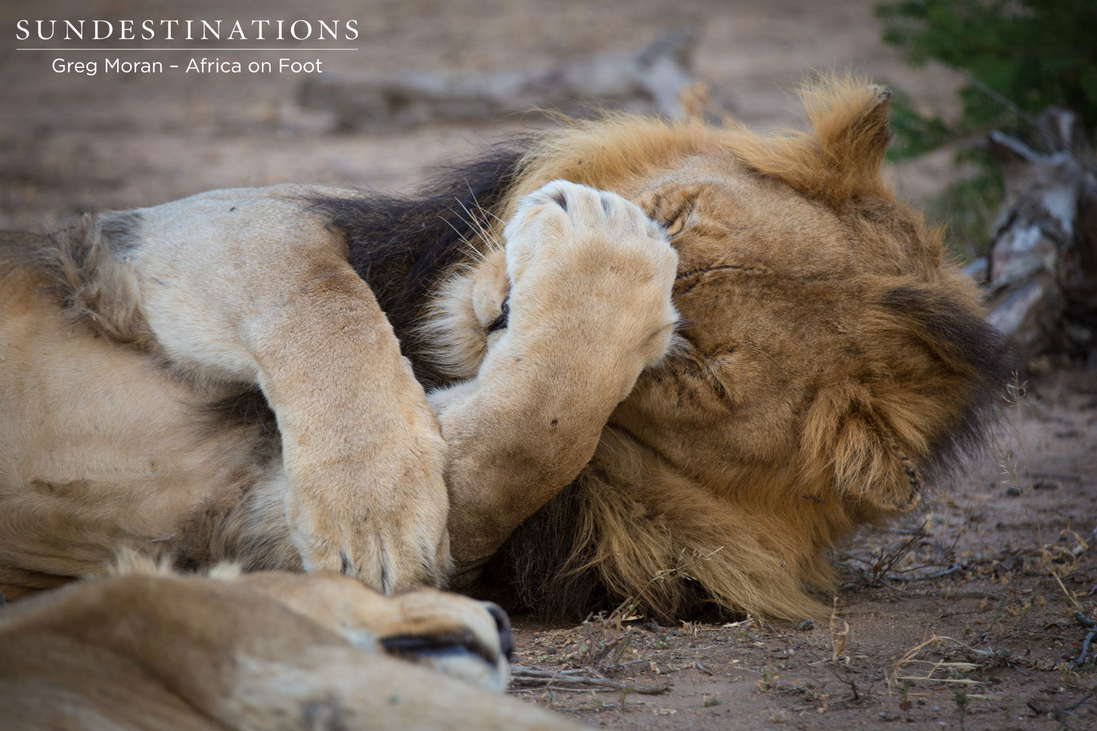 Mabande Male Lion Mabande Male Lion