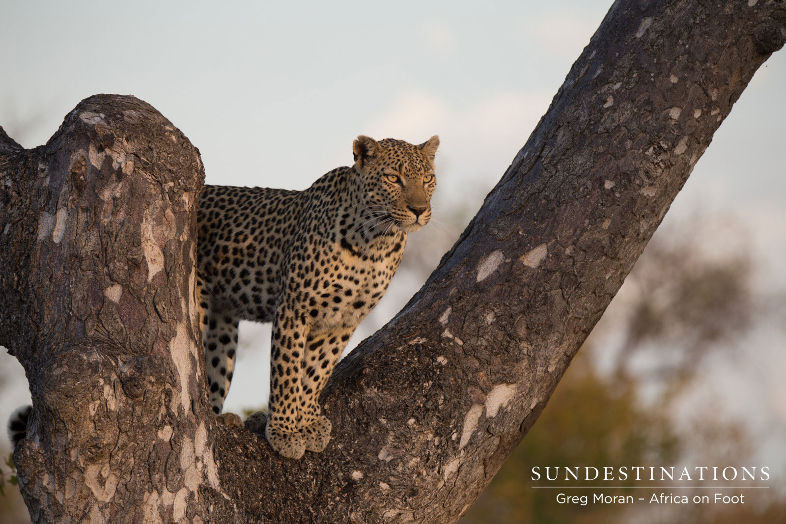 Cleo Leopardess Cleo Leopardess